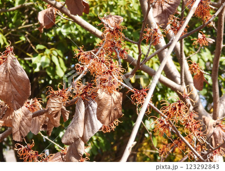 マンサク‘エレナ’、可愛い! マンサク‘エレナ’、可愛い! 123292843