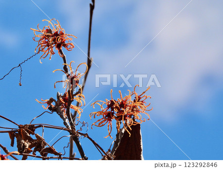 マンサク‘エレナ’、青空に映える！ 123292846