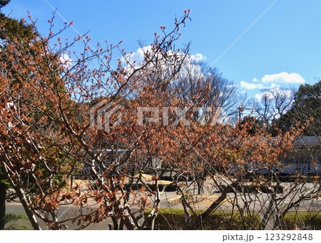 マンサク‘エレナ’満開！ 123292848