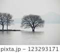湖に浮かぶ木 123293171