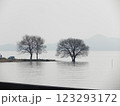 湖に浮かぶ木 123293172