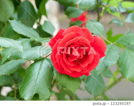 rose rose 123293197