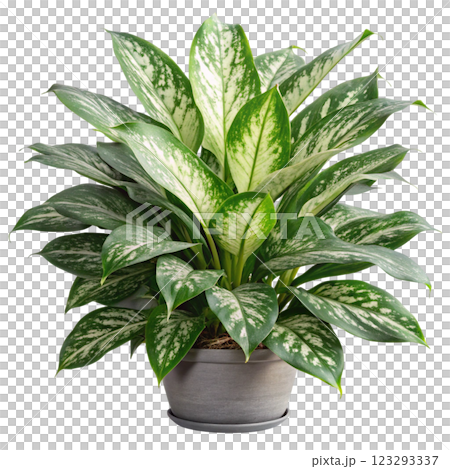 Most Beautiful Leaves in the World 123293337