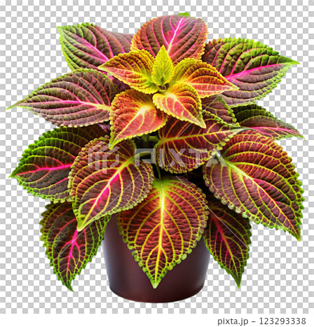 Most Beautiful Leaves in the World 123293338