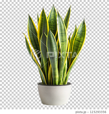 Most Beautiful Leaves in the World 123293356