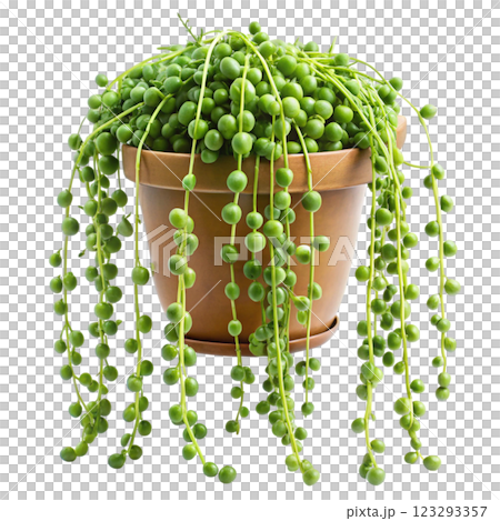 Most Beautiful Leaves in the World 123293357