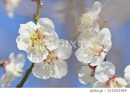 青空に映える白梅 123293364