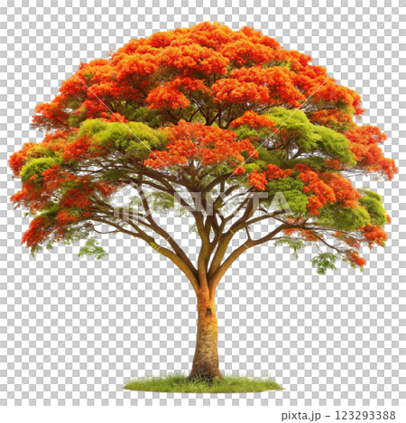 The most beautiful tree in the world 123293388