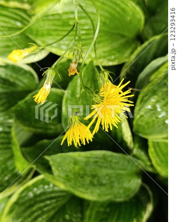Bright Yellow Flowers Amidst Lush Green Foliage Bright Yellow Flowers Amidst Lush Green Foliage 123293416