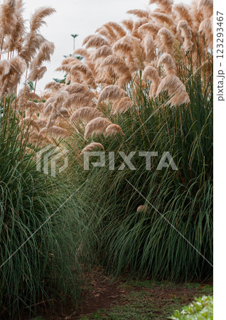 Pathway through tall pampas grass creating a natural tunnel in a green park Pathway through tall pampas grass creating a natural tunnel in a green park 123293467