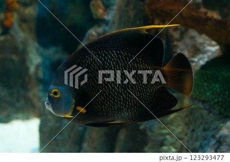 Dark-colored angelfish with golden highlights swimming in a marine aquarium 123293477