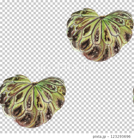 Cherimoya, sugar apple watercolor seamless pattern isolated on white, textured. Hand-painted tropical fruit art great for culinary designs, labels, prints, cards, packages, menu, home decor. Heart Cherimoya, sugar apple watercolor seamless pattern isolated on white, textured. Hand-painted tropical fruit art great for culinary designs, labels, prints, cards, packages, menu, home decor. Heart 123293696