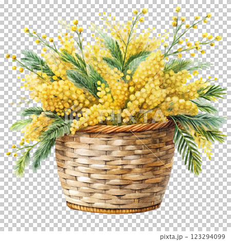 pots Mimosa clipart watercolor  123294099