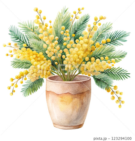 pots Mimosa clipart watercolor  123294100