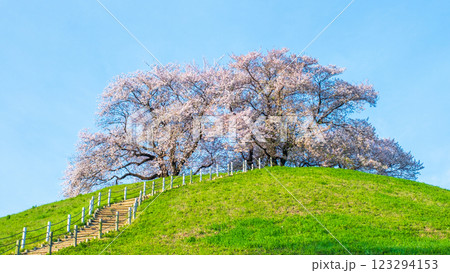 丸墓山古墳の桜（さきたま古墳公園） 123294153