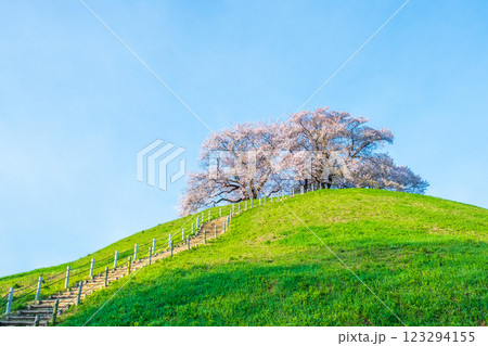 丸墓山古墳の桜（さきたま古墳公園） 123294155