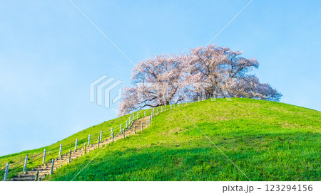 丸墓山古墳の桜(さきたま古墳公園) 丸墓山古墳の桜(さきたま古墳公園) 123294156