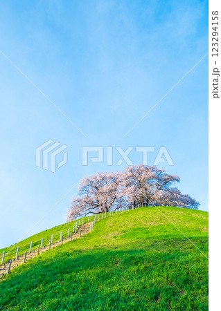 丸墓山古墳の桜（さきたま古墳公園） 123294158