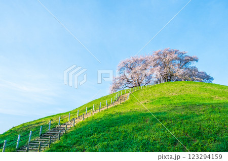 丸墓山古墳の桜(さきたま古墳公園) 丸墓山古墳の桜(さきたま古墳公園) 123294159