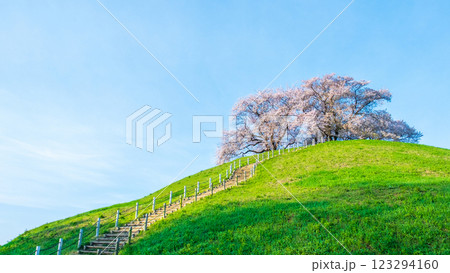丸墓山古墳の桜（さきたま古墳公園） 123294160