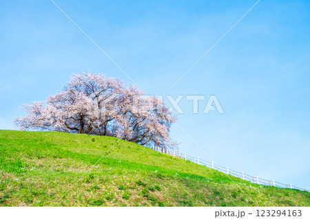 丸墓山古墳の桜（さきたま古墳公園） 123294163