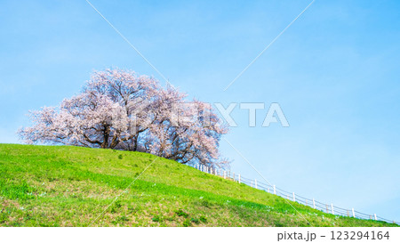 丸墓山古墳の桜（さきたま古墳公園） 123294164