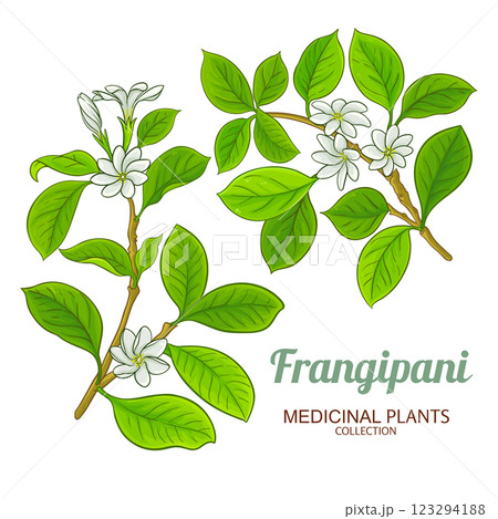 Frangipani Branch Colored Detailed Illustration 123294188