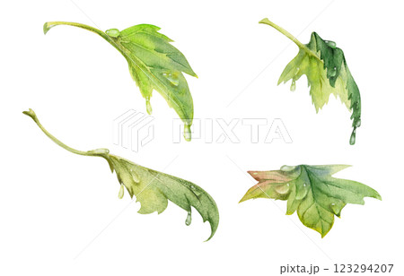 Green leaves in water dew drops. Bush tree foliage hand drawn in watercolor, Currant gooseberry maple sycamore avens. Isolated botanical illustration. Florist shop, herbal cosmetics, eco gardening Green leaves in water dew drops. Bush tree foliage hand drawn in watercolor, Currant gooseberry maple sycamore avens. Isolated botanical illustration. Florist shop, herbal cosmetics, eco gardening 123294207