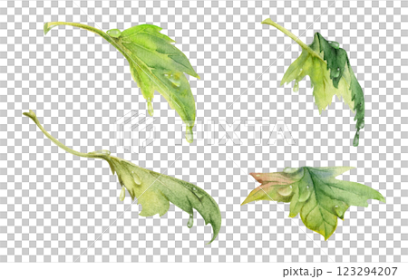 Green leaves in water dew drops. Bush tree foliage hand drawn in watercolor, Currant gooseberry maple sycamore avens. Isolated botanical illustration. Florist shop, herbal cosmetics, eco gardening Green leaves in water dew drops. Bush tree foliage hand drawn in watercolor, Currant gooseberry maple sycamore avens. Isolated botanical illustration. Florist shop, herbal cosmetics, eco gardening 123294207