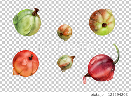 Currant gooseberry in water dew drops, garden berry huckleberry juneberry casseille jostaberry, watercolor hand drawn. Botanical isolated elements illustration. Restaurant, cafe menu, farmers market Currant gooseberry in water dew drops, garden berry huckleberry juneberry casseille jostaberry, watercolor hand drawn. Botanical isolated elements illustration. Restaurant, cafe menu, farmers market 123294208