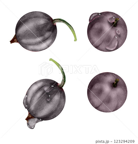 Currant gooseberry in water dew drops, watercolor hand drawn, garden berry huckleberry juneberry casseille jostaberry. Botanical isolated elements illustration. Restaurant, cafe menu, farmers market Currant gooseberry in water dew drops, watercolor hand drawn, garden berry huckleberry juneberry casseille jostaberry. Botanical isolated elements illustration. Restaurant, cafe menu, farmers market 123294209