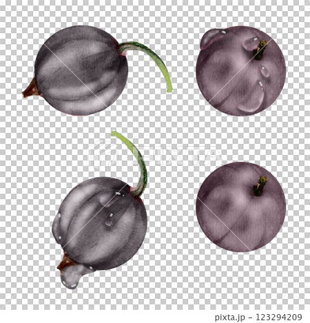 Currant gooseberry in water dew drops, watercolor hand drawn, garden berry huckleberry juneberry casseille jostaberry. Botanical isolated elements illustration. Restaurant, cafe menu, farmers market Currant gooseberry in water dew drops, watercolor hand drawn, garden berry huckleberry juneberry casseille jostaberry. Botanical isolated elements illustration. Restaurant, cafe menu, farmers market 123294209