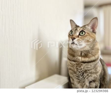コピースペース・座る茶キジ猫 コピースペース・座る茶キジ猫 123294366
