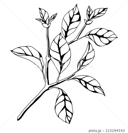 Illustration of branch with leaves. Spring or summer stylized foliage. 123294543