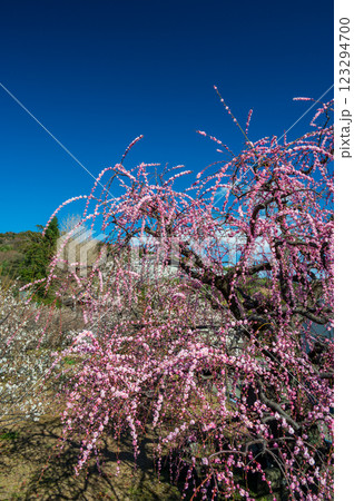 瑞雲寺の枝垂れ梅　中河原梅林　曽我梅まつり 123294700