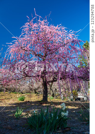 瑞雲寺の枝垂れ梅　中河原梅林　優美な梅の木 123294788