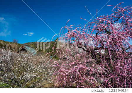 中河原梅林 瑞雲の梅林 曽我梅まつり 中河原梅林 瑞雲の梅林 曽我梅まつり 123294924