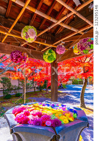 光明寺の花手水と紅葉 123295146