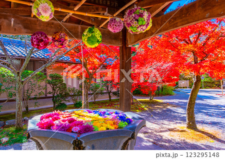 光明寺の花手水と紅葉 123295148