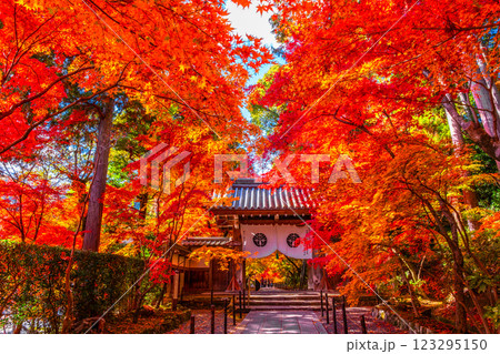 京都 光明寺 紅葉参道の紅葉 123295150
