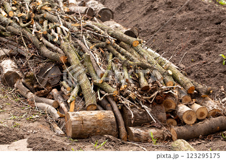 Construction of a high bed according to permaculture principles with wooden branches 123295175