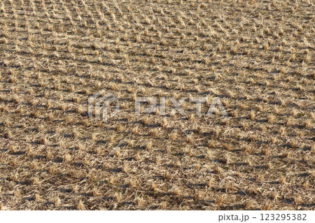 冬の田んぼ 123295382