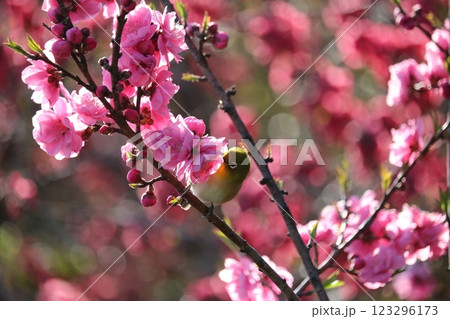 八重梅と枝に憩うメジロ plum blossom & white-eye on branch 123296173