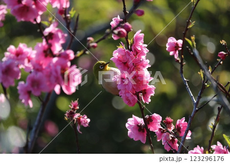八重梅と枝に憩うメジロ plum blossom & white-eye on branch 123296176