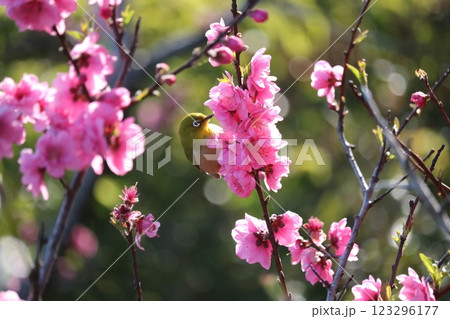 八重梅と枝に憩うメジロ plum blossom & white-eye on branch 123296177