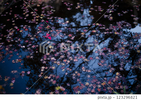 水面に浮かぶ紅葉 123296821