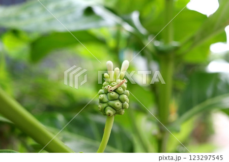 Close up Morinda citrifolia fruit with flowers. 123297545