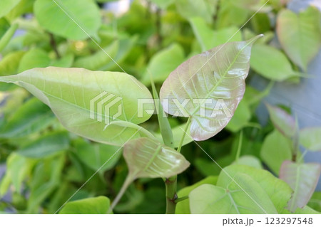 Young shoot of Bodhi tree with leaves. 123297548