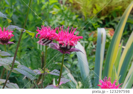 Flowers of Monarda is growing in garden. Countryside garden. Pink flowers in meadow. Medicinal, edible, essential oil, honey-bearing and ornamental plant. Flowers of Monarda is growing in garden. Countryside garden. Pink flowers in meadow. Medicinal, edible, essential oil, honey-bearing and ornamental plant. 123297598