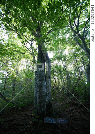 アダムとイブの木 123297641